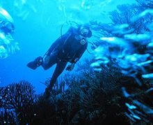 Bahamas Diving and Snorkeling Charters