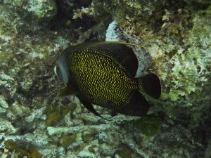 French Angel Fish in Princess Alexandra Land and Sea National Park, Providenciales