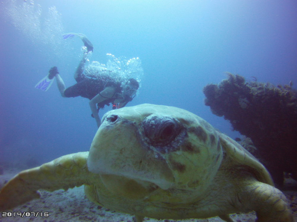 Scuba diver and Loggerhead turtle by Aquasafaris